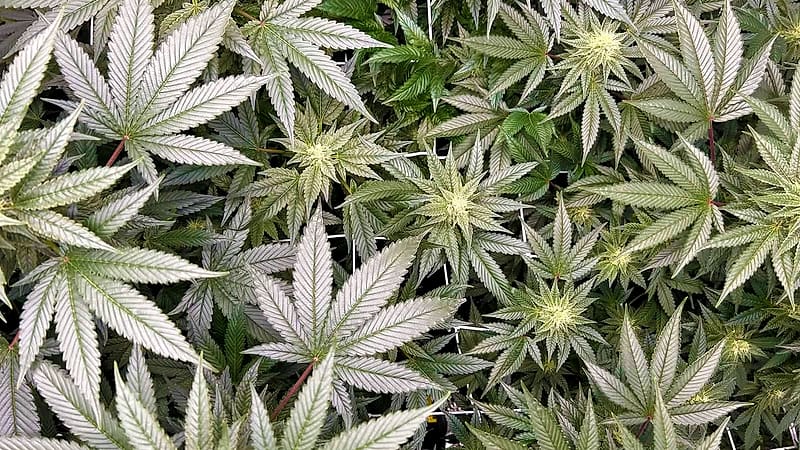 Plant de chanvre en fleur — Luxury Farm, Bourgogne-Franche-Comté