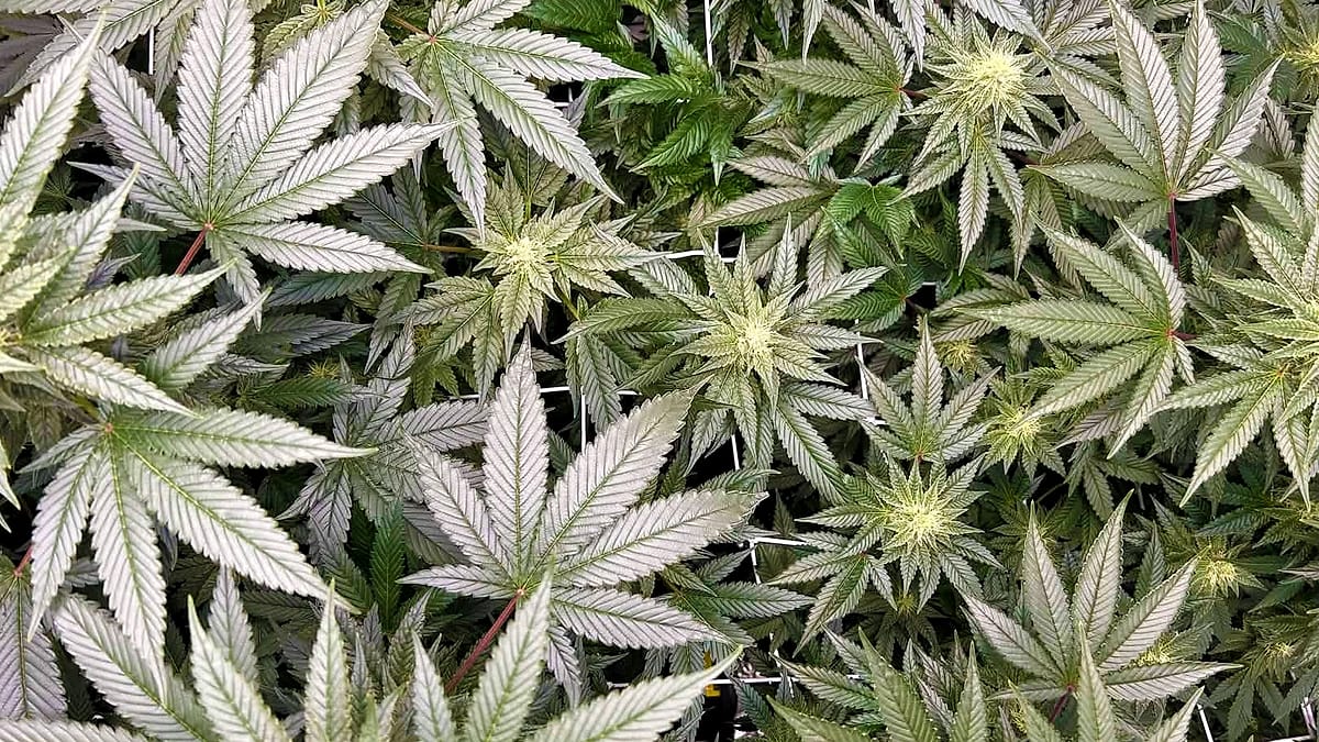 Plant de chanvre en fleur — Luxury Farm, Bourgogne-Franche-Comté