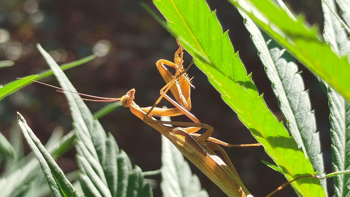 Mante religieuse sur un plant de chanvre — C Bien D’ici Chanvre Ariégeois, Occitanie