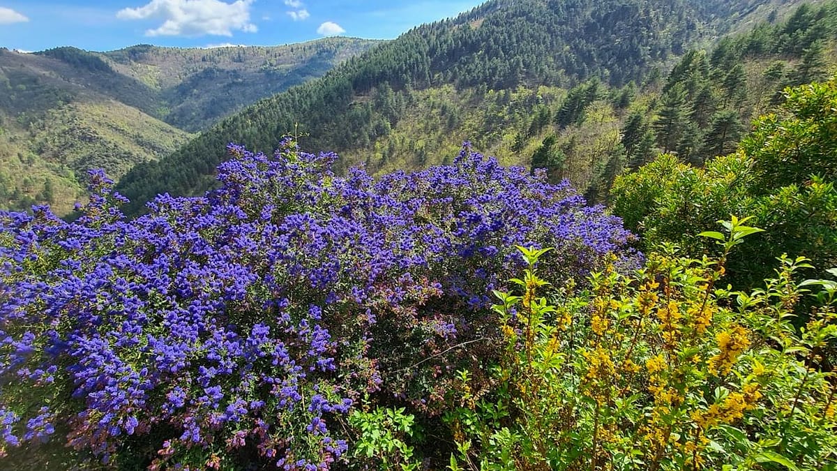Paysage autour de l’exploitation — Chanvre des Cévennes, Occitanie