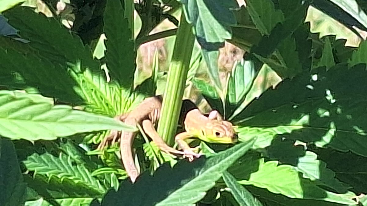 Lézard sur une feuille de chanvre — Les Botanistes en Herbe, Occitanie