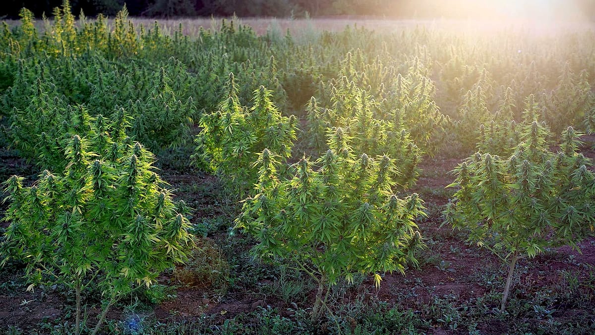 Plant de chanvre en fleur — Barbara, Occitanie