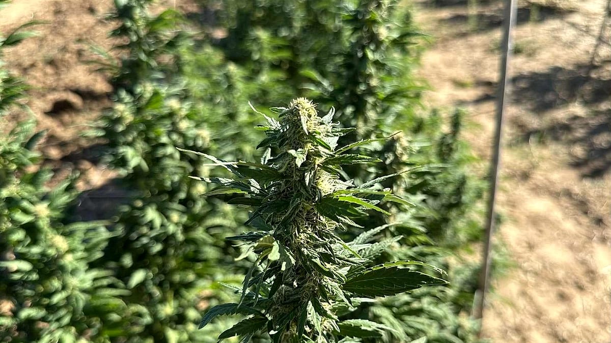 Plant de chanvre en fleur — Bonnabis, Provence Alpes Côte d’Azur