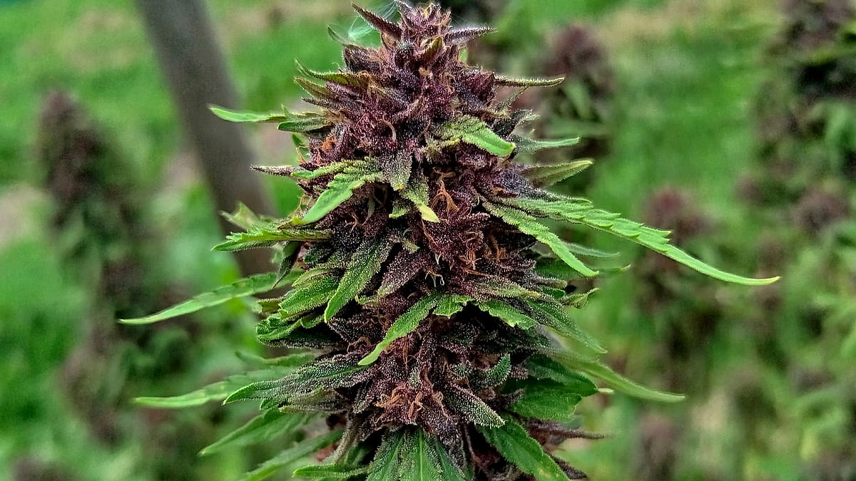 Plant de chanvre en fleur — C Bien D’ici Chanvre Ariégeois, Occitanie