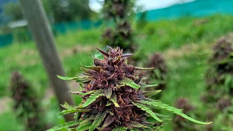 Plant de chanvre en fleur — C Bien D’ici Chanvre Ariégeois, Occitanie