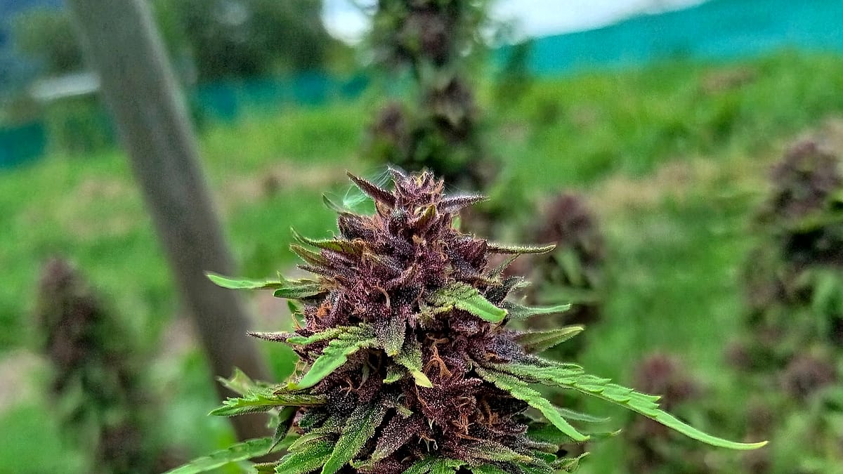 Plant de chanvre en fleur — C Bien D’ici Chanvre Ariégeois, Occitanie