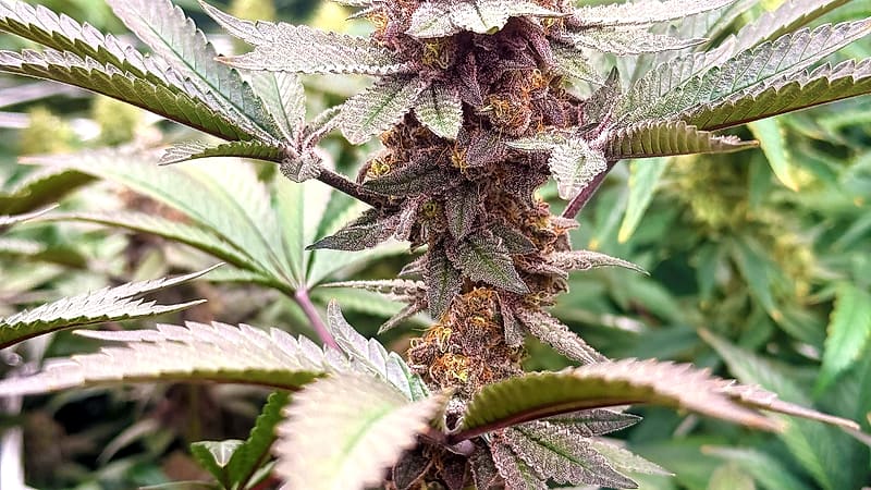 Plant de chanvre en fleur — Luxury Farm, Bourgogne-Franche-Comté