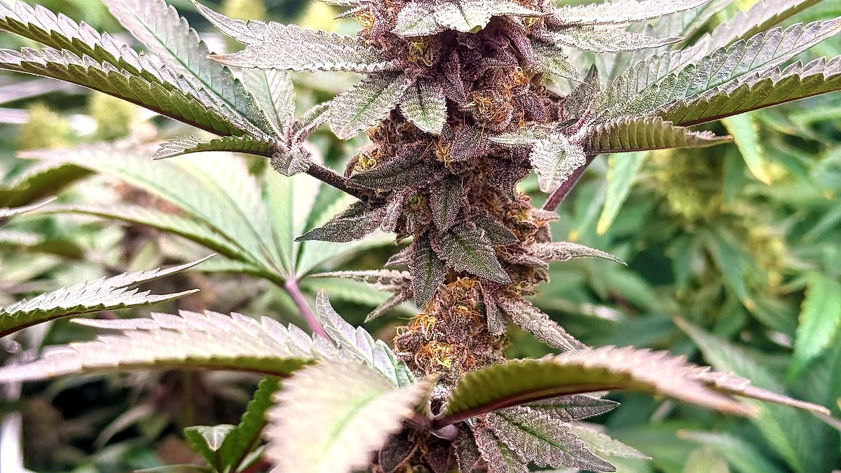 Plant de chanvre en fleur — Luxury Farm, Bourgogne-Franche-Comté