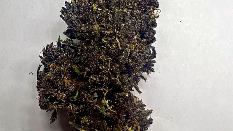 Fleur de chanvre récoltée — CannaBaba, Auvergne-Rhône-Alpes