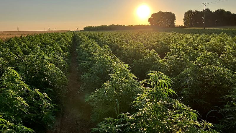 Champ de chanvre — Charent’Haze, Nouvelle-Aquitaine