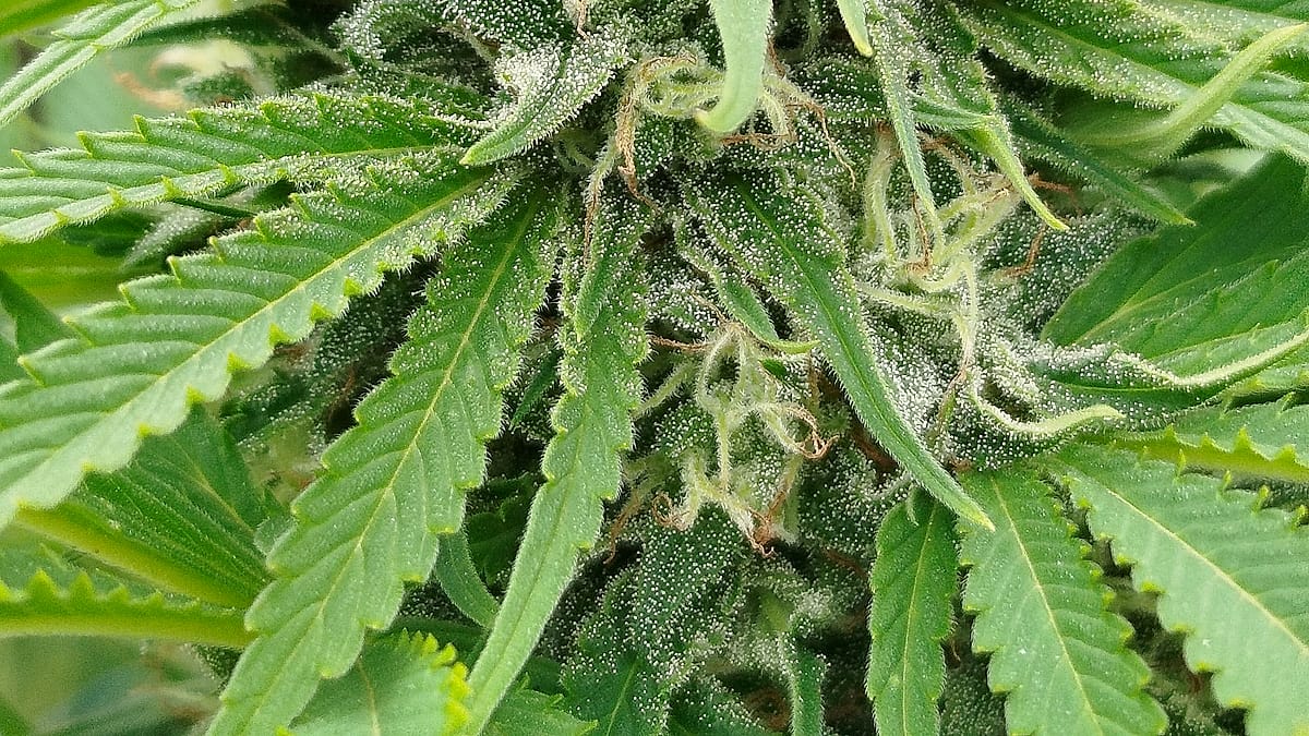 Plant de chanvre en fleur — C Bien D’ici Chanvre Ariégeois, Occitanie