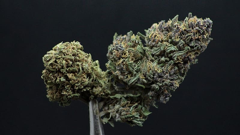Fleur de CBD Mazzal Kush tenue à la pince sur fond noir — Kanadea, Occitanie