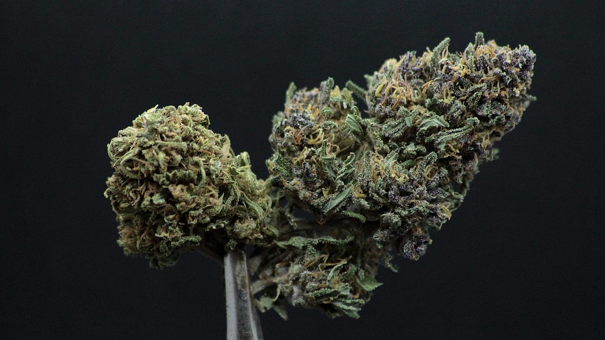 Fleur de CBD Mazzal Kush tenue à la pince sur fond noir — Kanadea, Occitanie