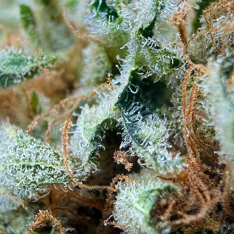 Gros plan des trichomes et des pistils d’une fleur de CBD — Luxury Farm, Bourgogne-Franche-Comté