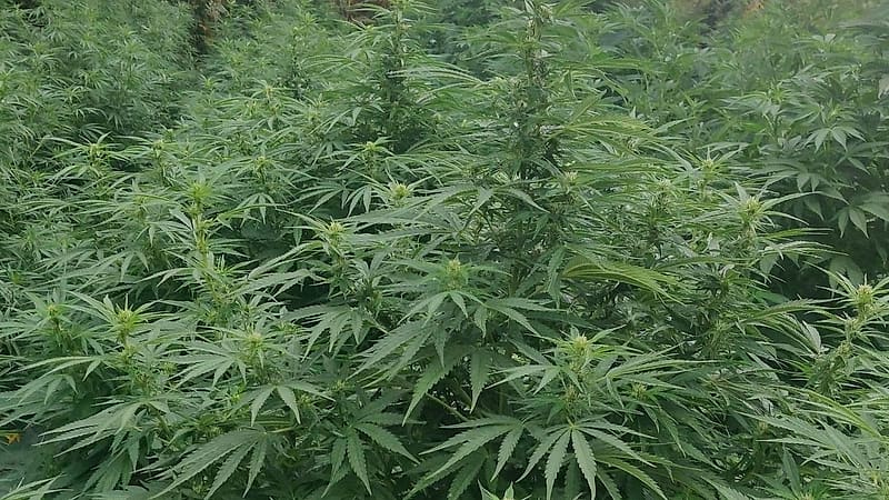 Plant de chanvre en fleur — Les jardins NFL, Nouvelle-Aquitaine