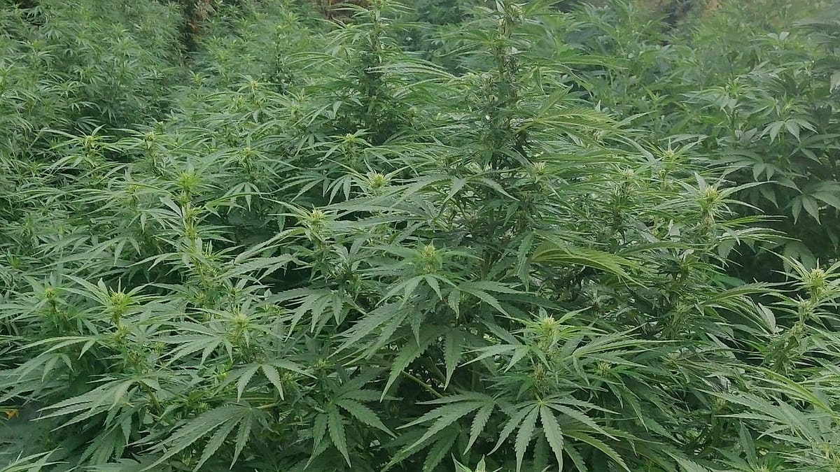 Plant de chanvre en fleur — Les jardins NFL, Nouvelle-Aquitaine