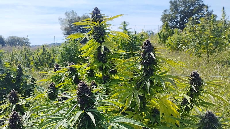 Plants de chanvre en fin de floraison — APEX CBD, Nouvelle-Aquitaine