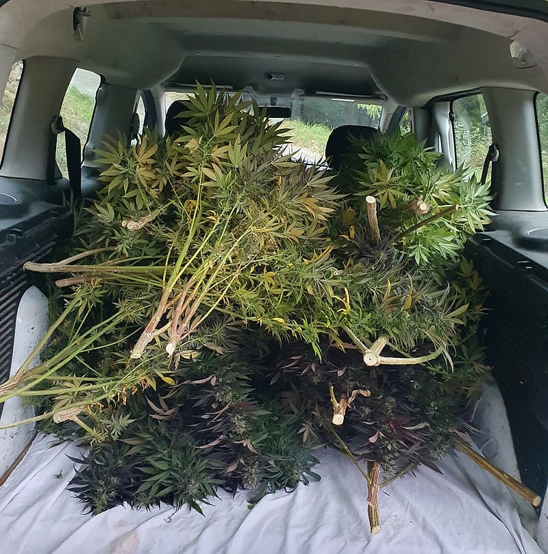 Plants de chanvre fraîchement coupés, chargés pour quitter le champ — La Grange de Perbost, Auvergne-Rhône-Alpes